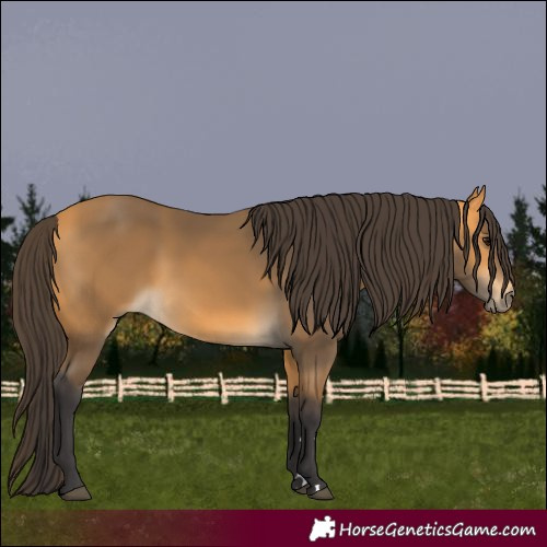 Horse Color:Buckskin