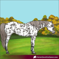 Horse Color:Grullo Appaloosa 