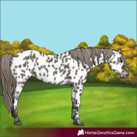 Horse Color:Grullo Appaloosa 