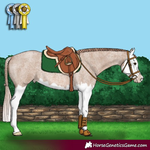 Horse Color:Red Dun Roan Splash 