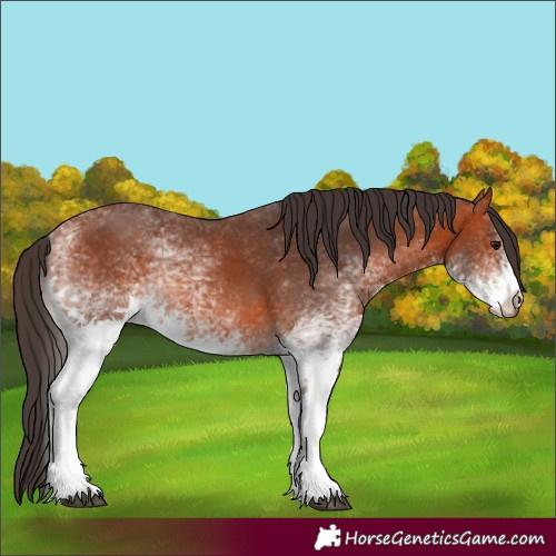 Horse Color:White Spotted Bay