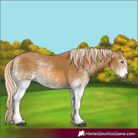 Horse Color:Gray White Spotted Palomino 