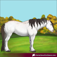 Horse Color:White Spotted Bay 