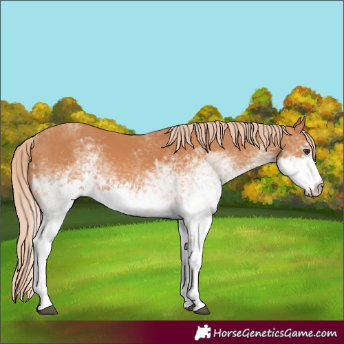 Horse Color:White Spotted Chestnut