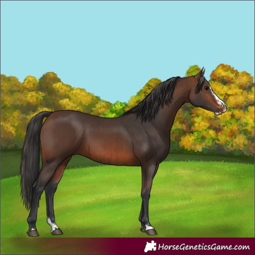 Horse Color:Brown Rabicano  and Brown Splash Rabicano 