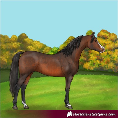 Horse Color:Brown Rabicano  and Brown Splash Rabicano 