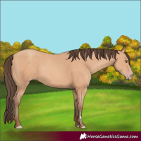 Horse Color:Amber Champagne 