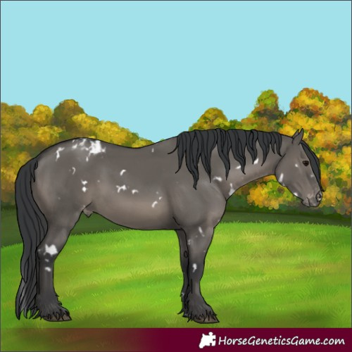 Horse Color:White Spotted Grullo Appaloosa Rabicano 