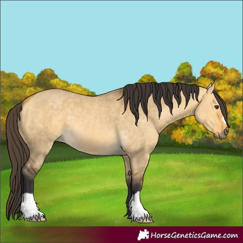 Horse Color:Buckskin Dun 