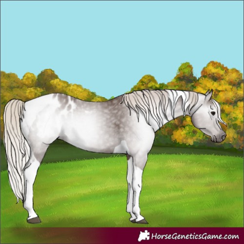 Horse Color:Gray Silver Black Tobiano Appaloosa 