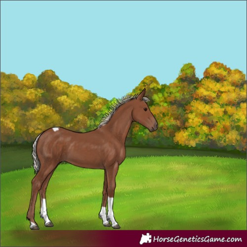 Horse Color:Silver Black Tobiano 