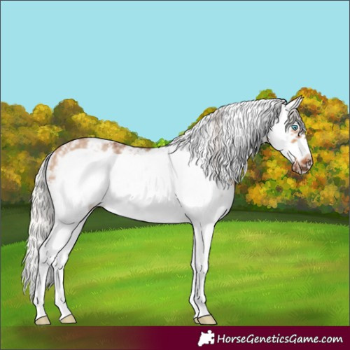 Horse Color:Silver Bay Dun Sabino Splash Frame 