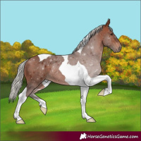 Horse Color:Silver Bay Tobiano Rabicano