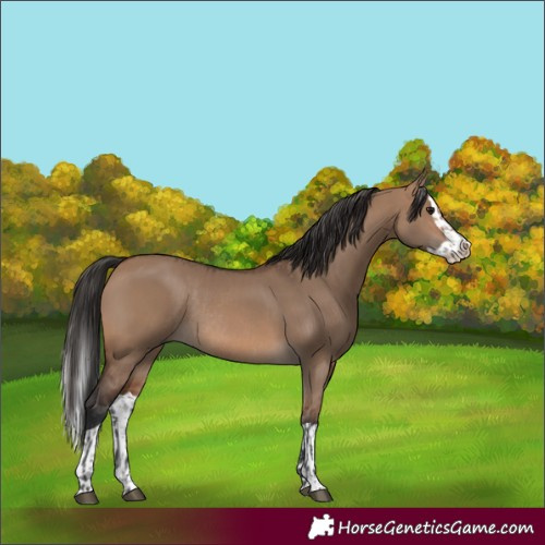 Horse Color:Brown Dun Rabicano  and Brown Dun Splash Rabicano 