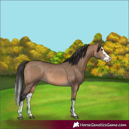 Horse Color:Brown Dun Rabicano and Brown Dun Splash Rabicano