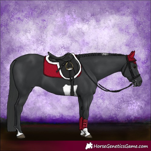 Horse Color:Black Tobiano 