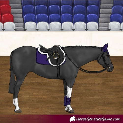 Horse Color:Black Tobiano 