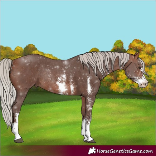 Horse Color:Silver Bay Sabino Rabicano 