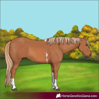 Horse Color:Chestnut Tobiano 