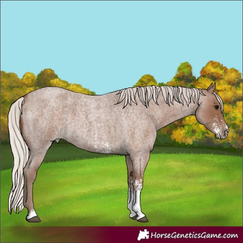 Horse Color:Silver Blue Roan Sabino 