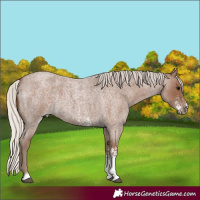 Horse Color:Silver Blue Roan Sabino 