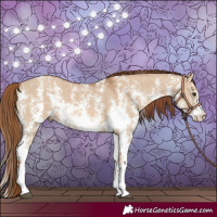 Horse Color:Red Dun Sabino Rabicano