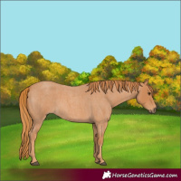 Horse Color:Red Roan 