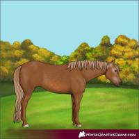 Horse Color:Gray Chestnut 