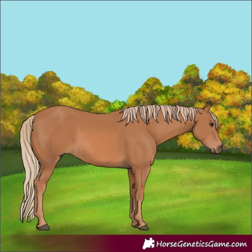 Horse Color:Chestnut 