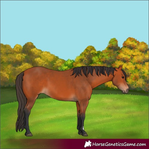 Horse Color:Bay 
