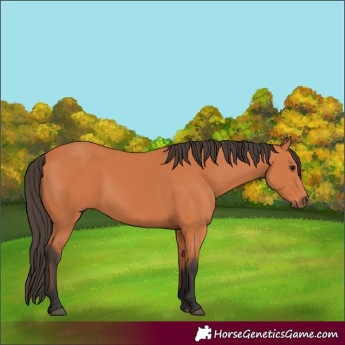 Horse Color:Bay 