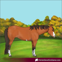 Horse Color:Bay 