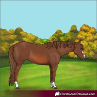 Horse Color:Chestnut 