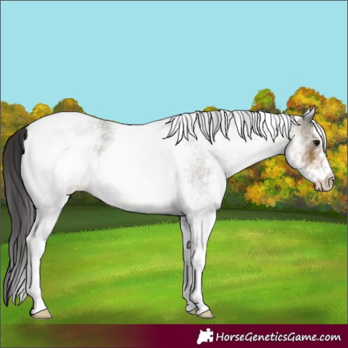 Horse Color:White Spotted Buckskin Roan 