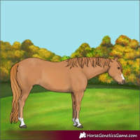 Horse Color:Chestnut 