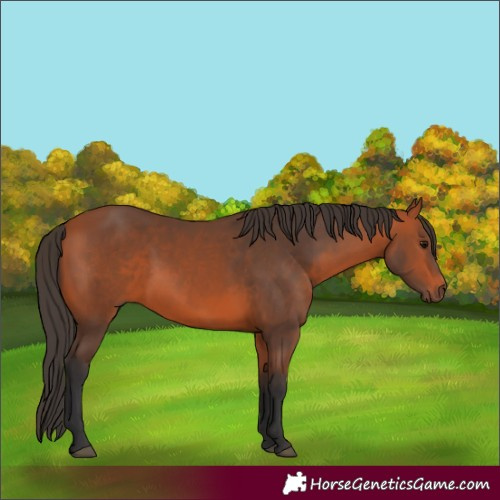 Horse Color:Bay 