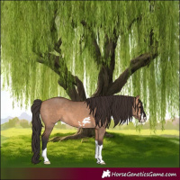 Horse Color:Bay Dun 