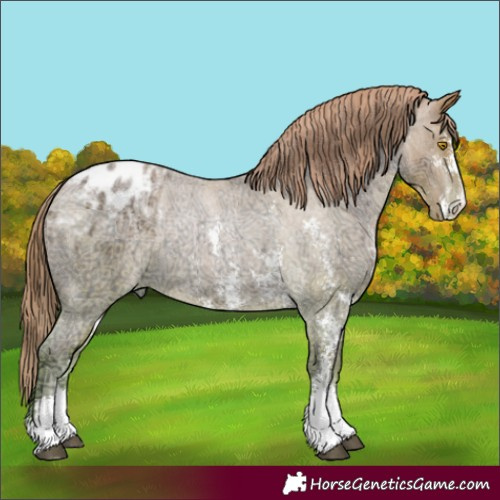 Horse Color:Bay Ice Roan Pearl Sabino Appaloosa 