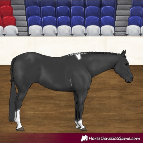 Horse Color:Black Tobiano 