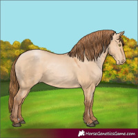 Horse Color:Bay Pearl Dun 
