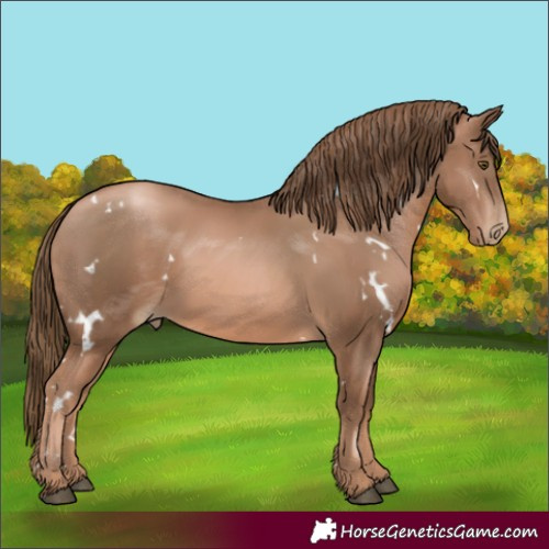 Horse Color:White Spotted Liver Chestnut Pearl 