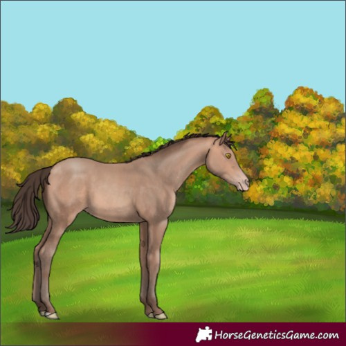 Horse Color:Amber Champagne 
