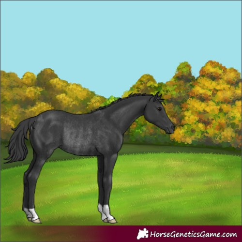 Horse Color:Black Rabicano 