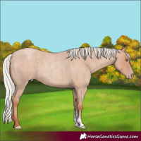 Horse Color:Silver Classic Champagne Roan Sabino