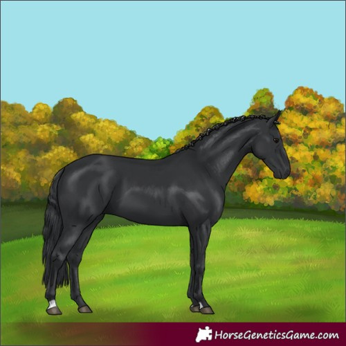 Horse Color:Black 