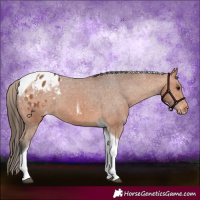 Horse Color:Bay Tobiano Appaloosa 
