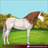 Horse Color:Red Dun Roan Sabino Splash