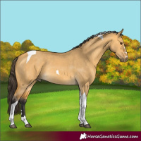 Horse Color:Buckskin Dun Tobiano Rabicano 