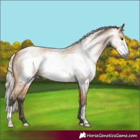 Horse Color:Gray Silver Buckskin Roan Frame 