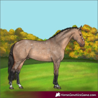 Horse Color:Bay Dun 